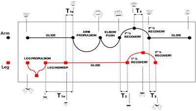 Golden ratio and self-similarity in swimming: breast-stroke and the back-stroke